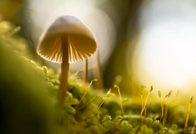 Gamtos mokslų bendrosios programos įgyvendinimo rekomendacijos. 1–4 klasės